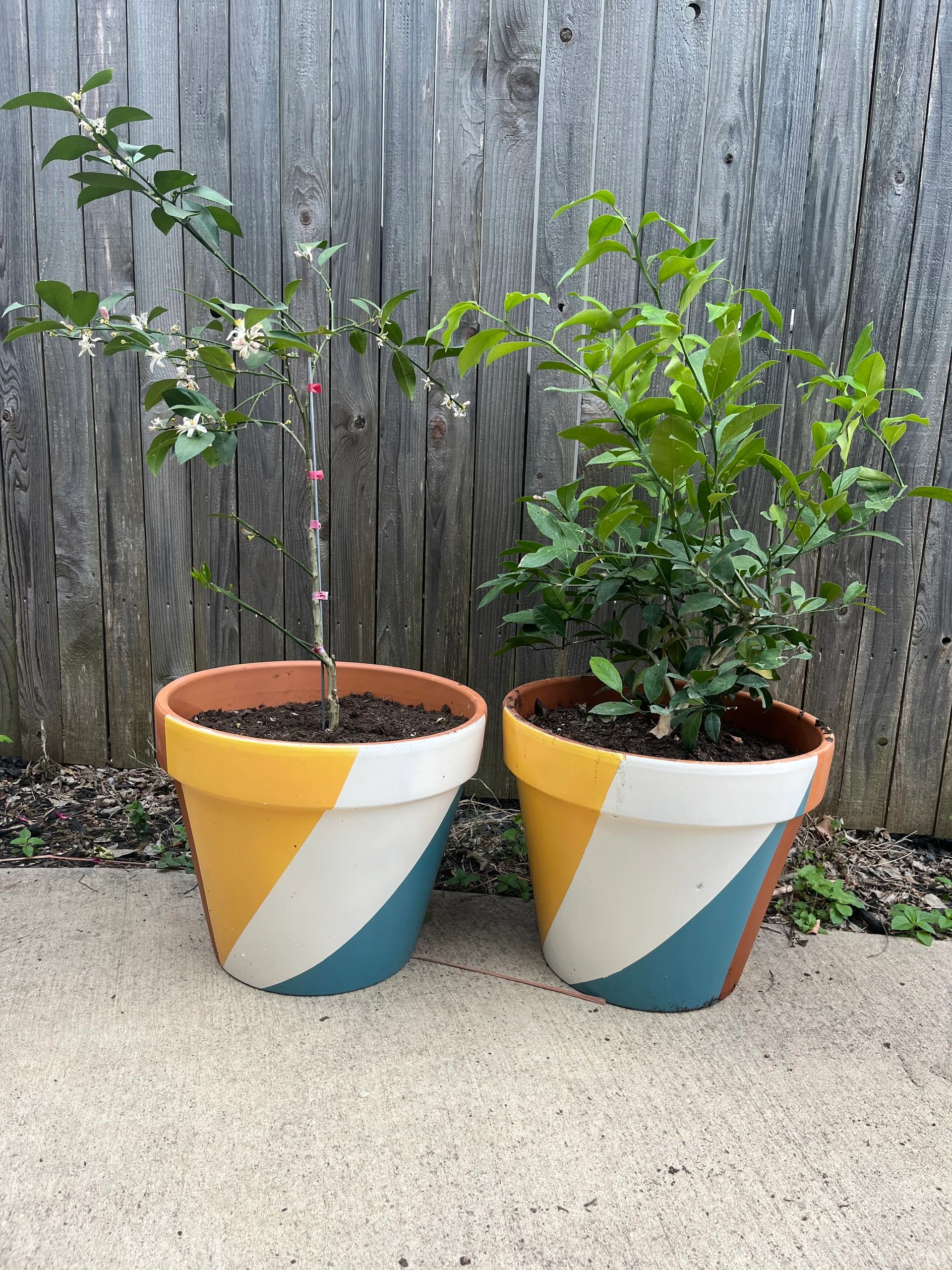 Potted Tree Care